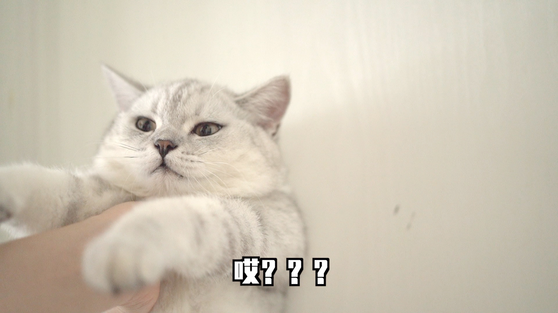 鬼点子猫咪拍马屁叫外卖,结果又把铲屎官气炸!