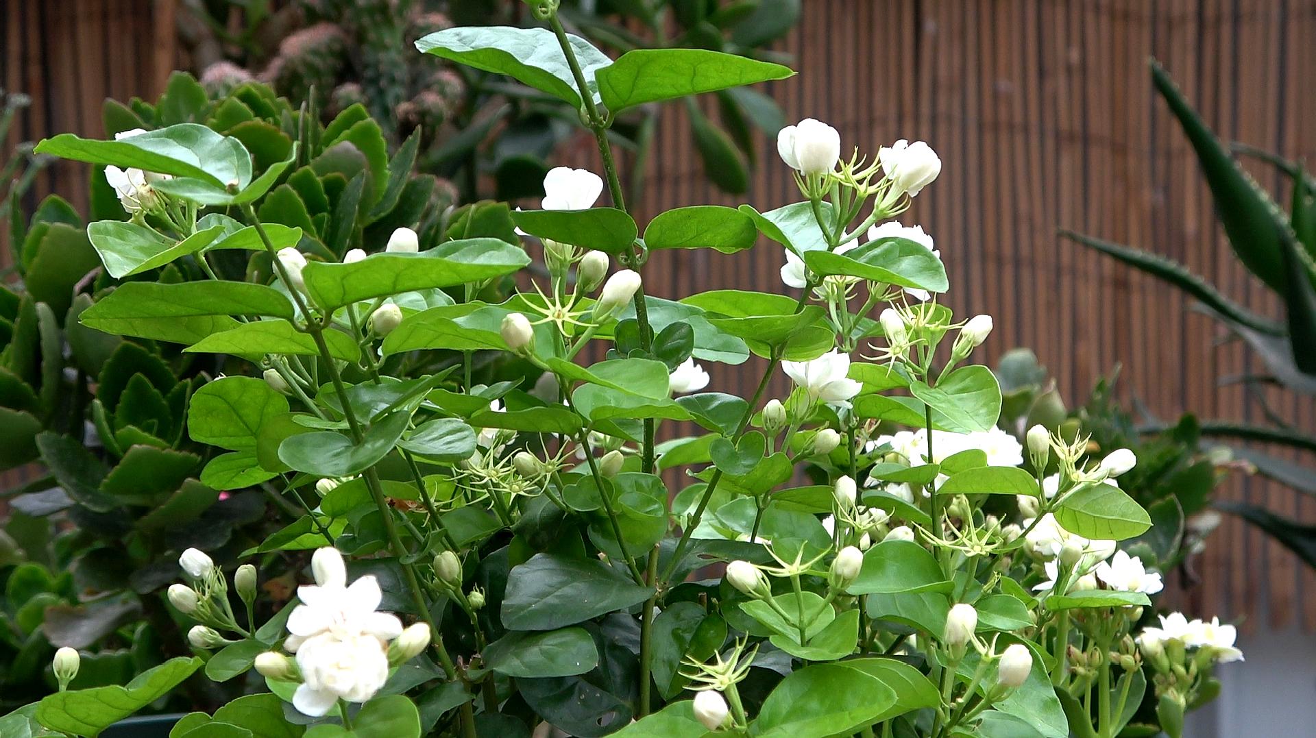 茉莉花如何培育