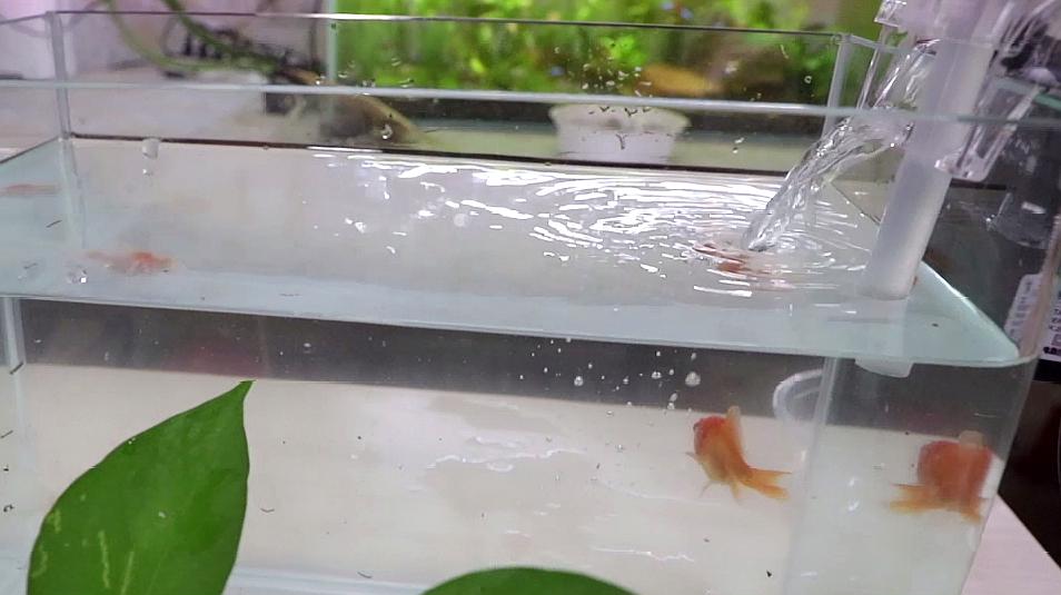 飼料泡水,待其膨脹後再喂金魚,可有效解決金魚進食過多致其死亡的問題