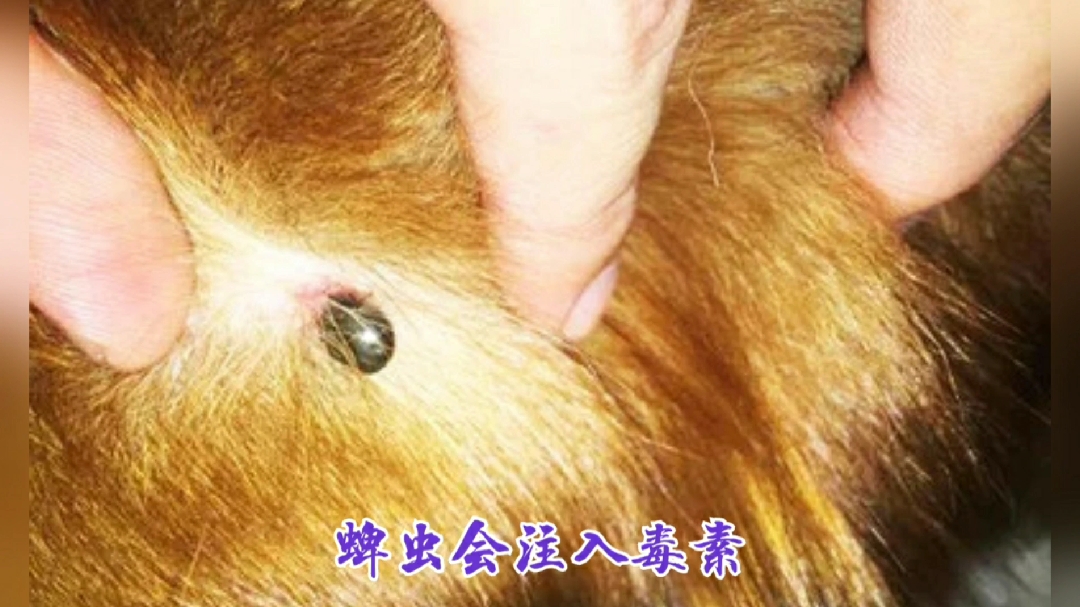 宠物医生:狗狗常见的三种体外寄生虫你都见过吗?
