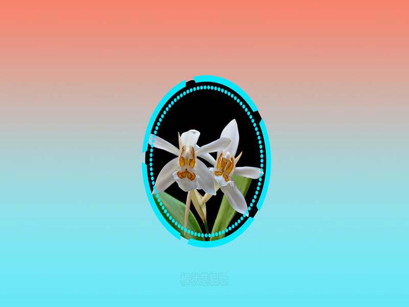 原来密茎贝母兰长这样