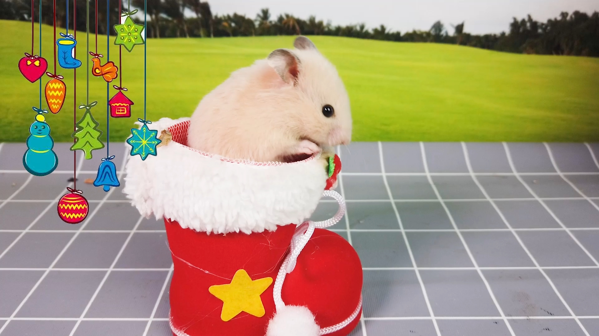 仓鼠日常视频盘点