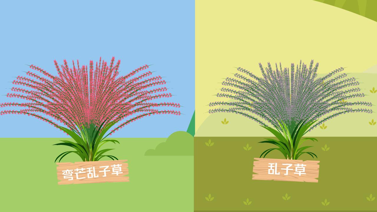 「秒懂少儿」弯芒乱子草和乱子草的区别?