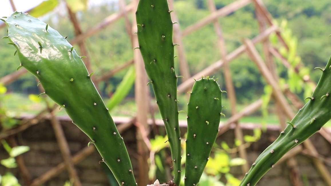 仙人掌养不活?那赶快试试这些方法