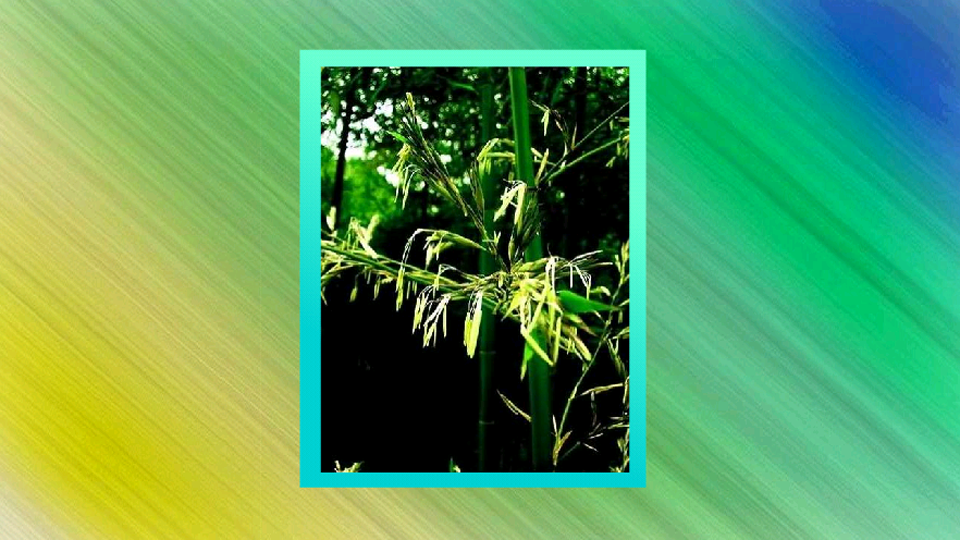 原来糙花箭竹长这样