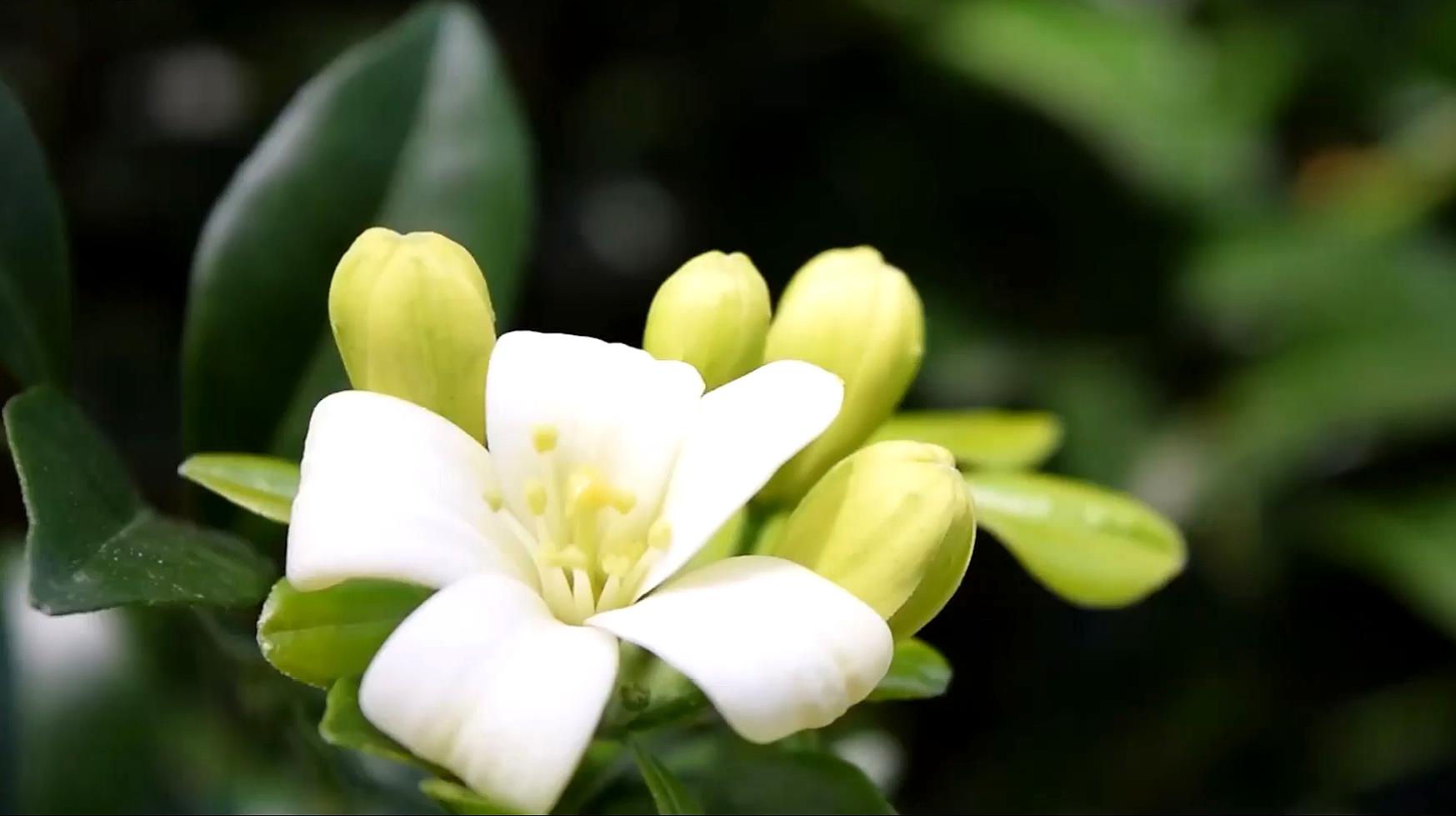 九里香在北方好养吗(九里香盆景北方养殖能开花吗)