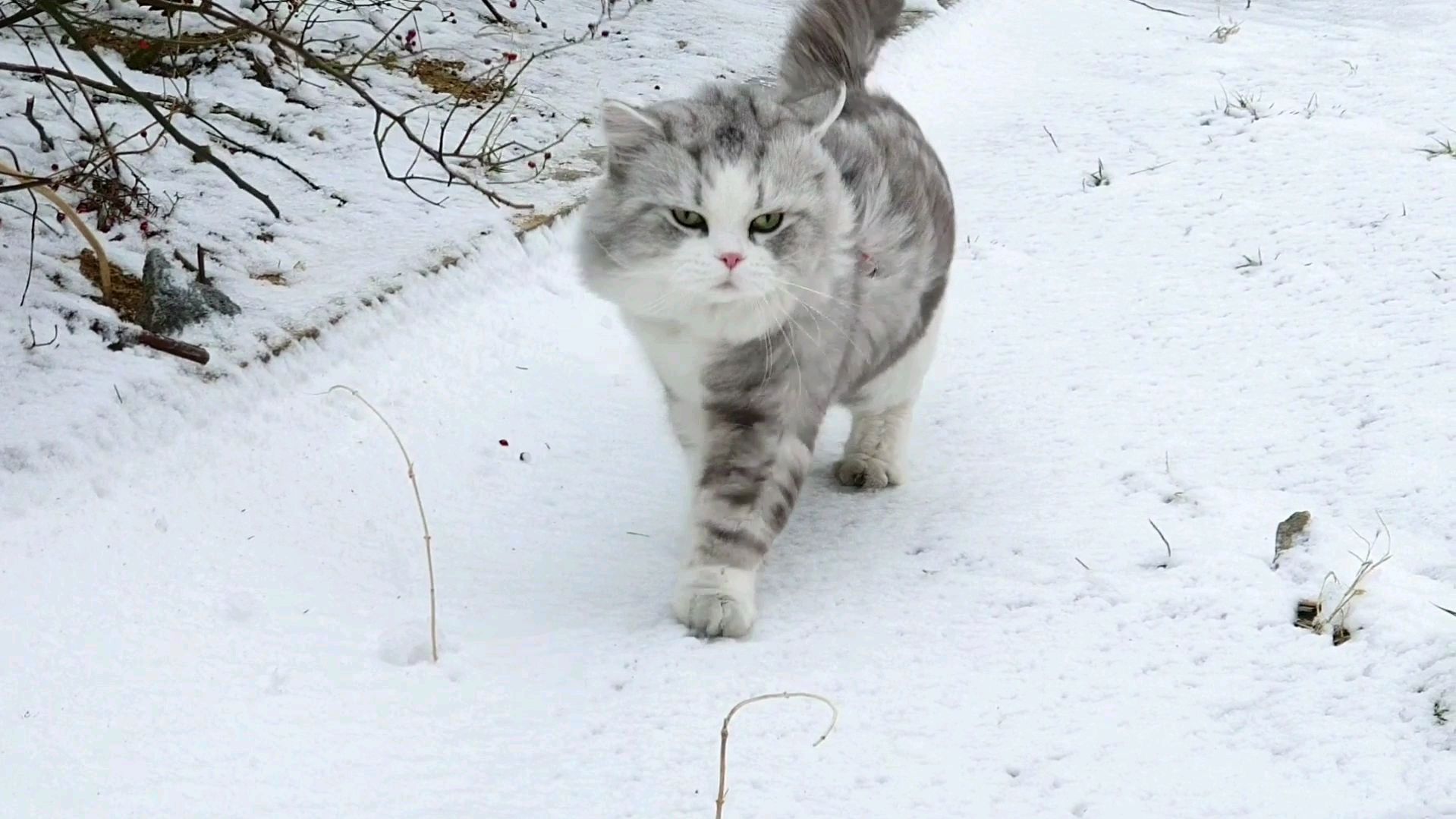 猫咪雪地遛弯视频合集