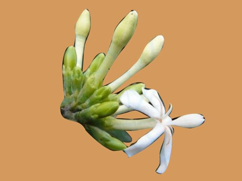 「秒懂百科」原来鸡爪簕长这样