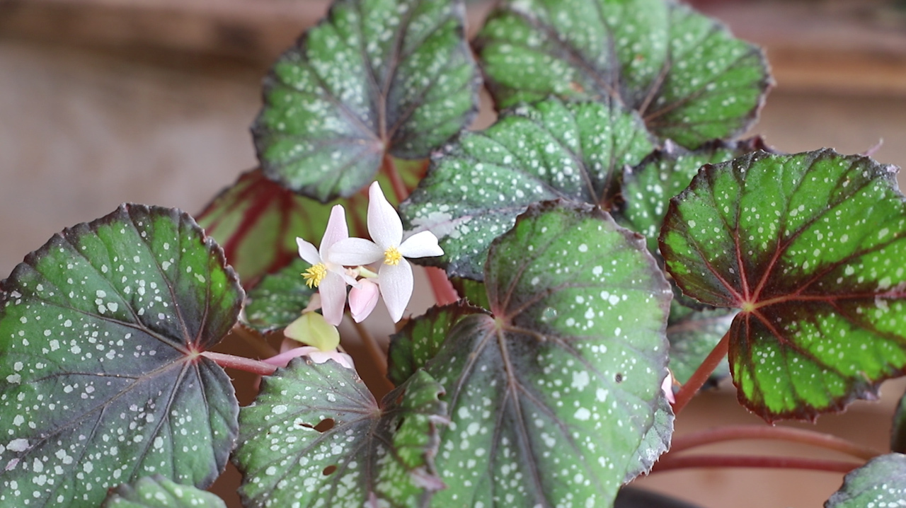 运用这3点养护秋海棠,长势旺盛,花开不断