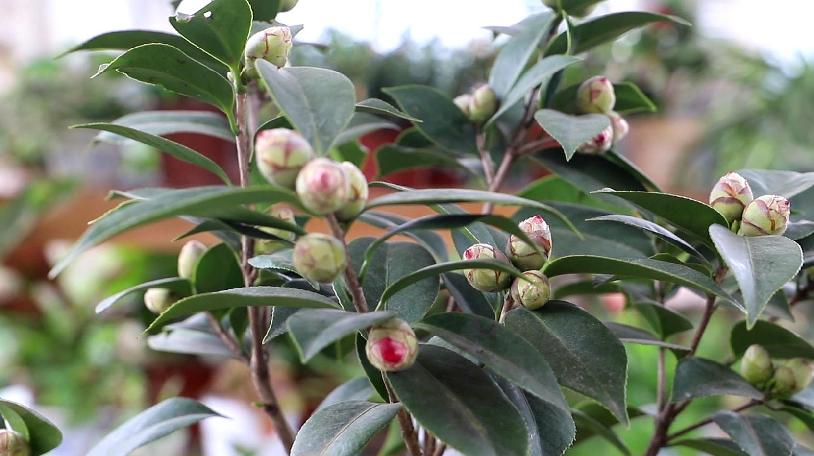 养茶花的方法和注意事项(茶花养在家里怎样才能养好)