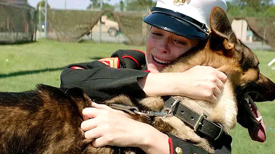 一条军犬退役后,却要被处死,女孩经过不懈努力将它收养