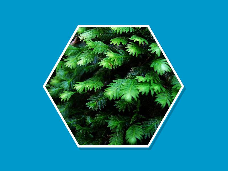 凤尾藓的种类有哪些