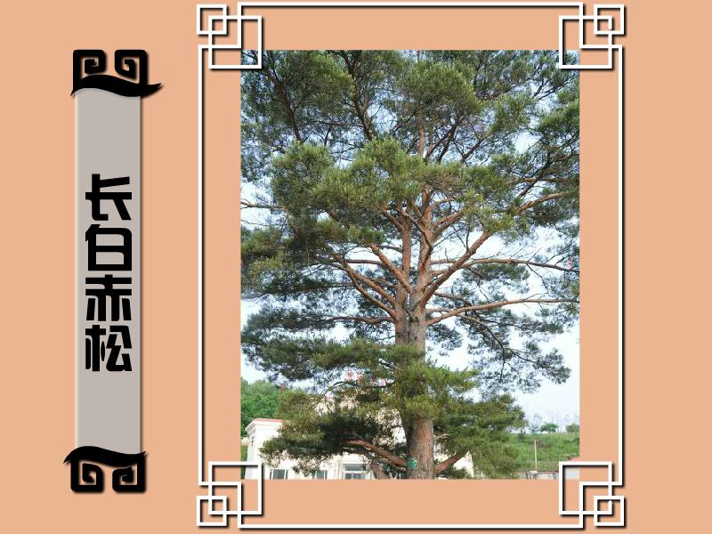 原来长白赤松长这样