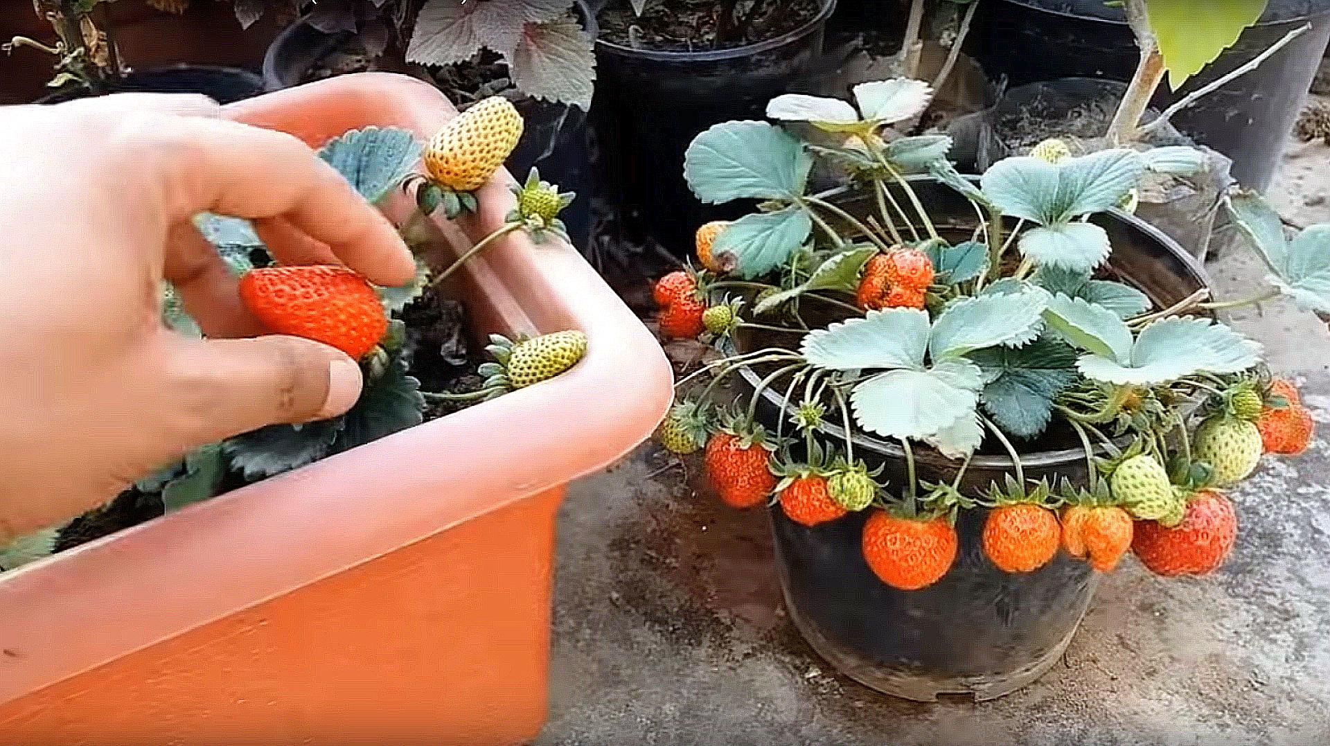 水培草莓的种植方法和技术 - 花百科