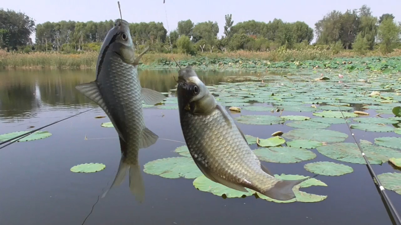 7下着小雨来钓鱼,鱼口还是特别好,一会钓了几十条  04:59  来源:好看