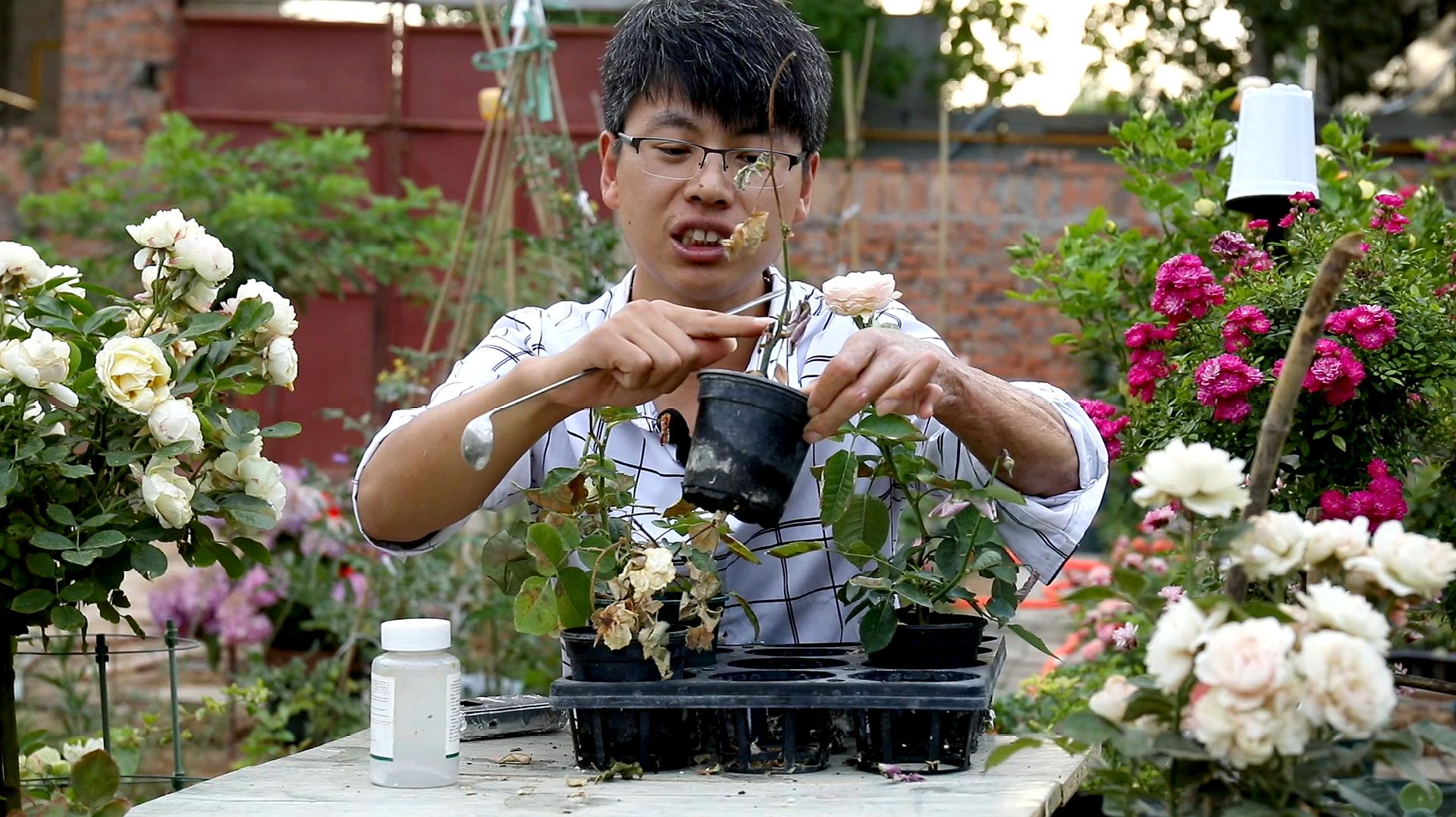 月季花前,花中,花後施肥各不同,至少50%的人做錯了