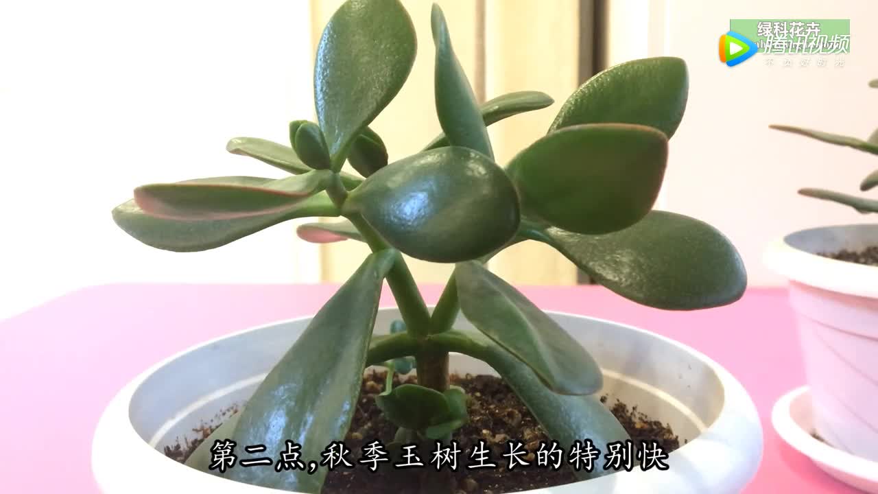 玉树怎么修剪