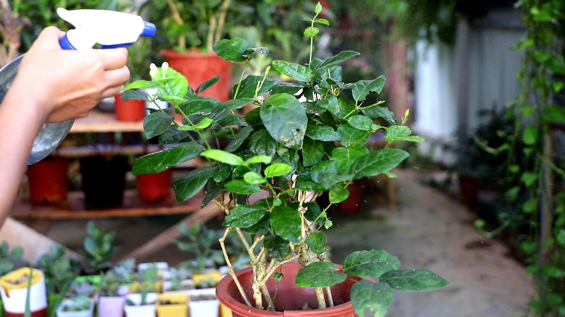 茉莉花的種植技巧和養護方法