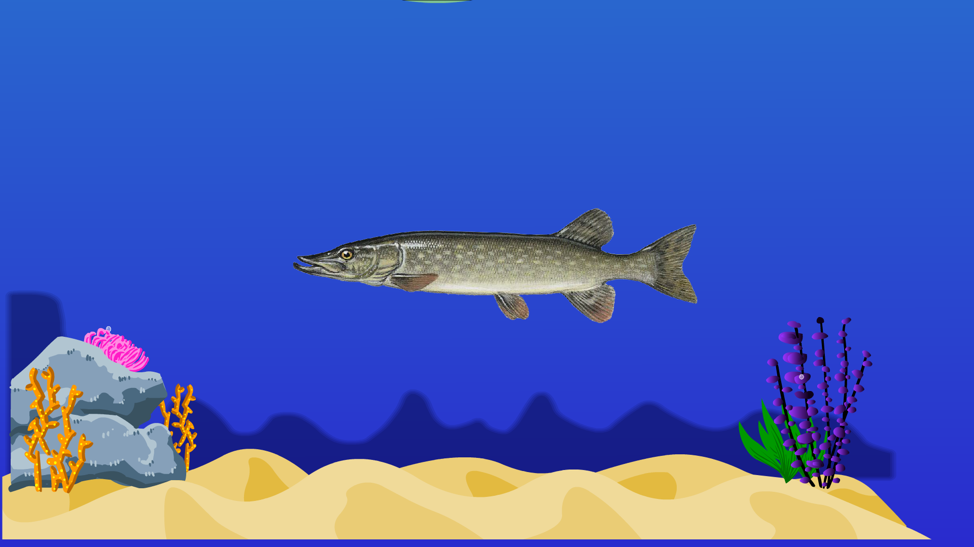 「秒懂百科」原来狼牙鳝长这样