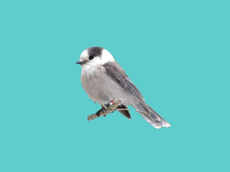 生活在几内亚比绍的陆生动物有哪些