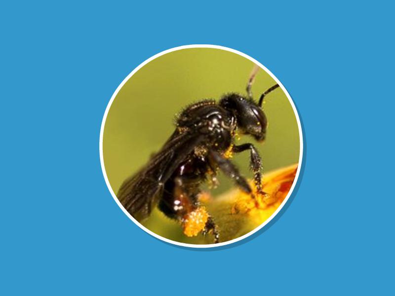 带了认识不同地区的黑蜂