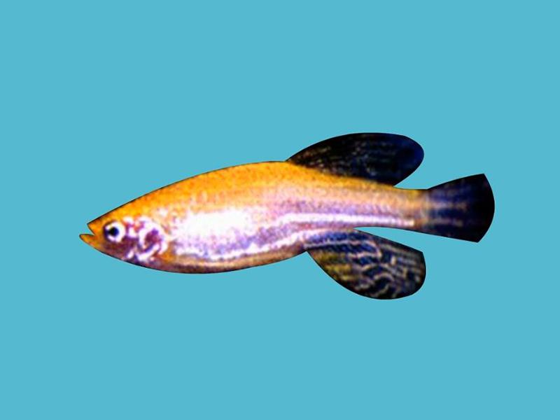 【秒懂百科】原来金斑马鱼长这样