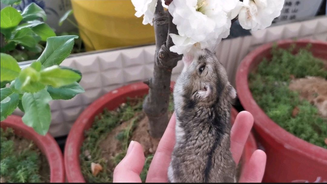 呆萌小仓鼠视频精彩合辑