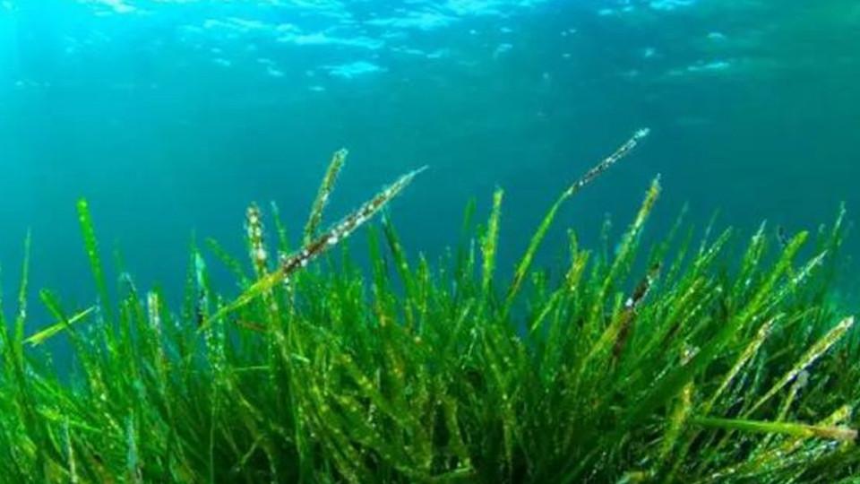 「秒懂百科」原来螺旋藻长这样