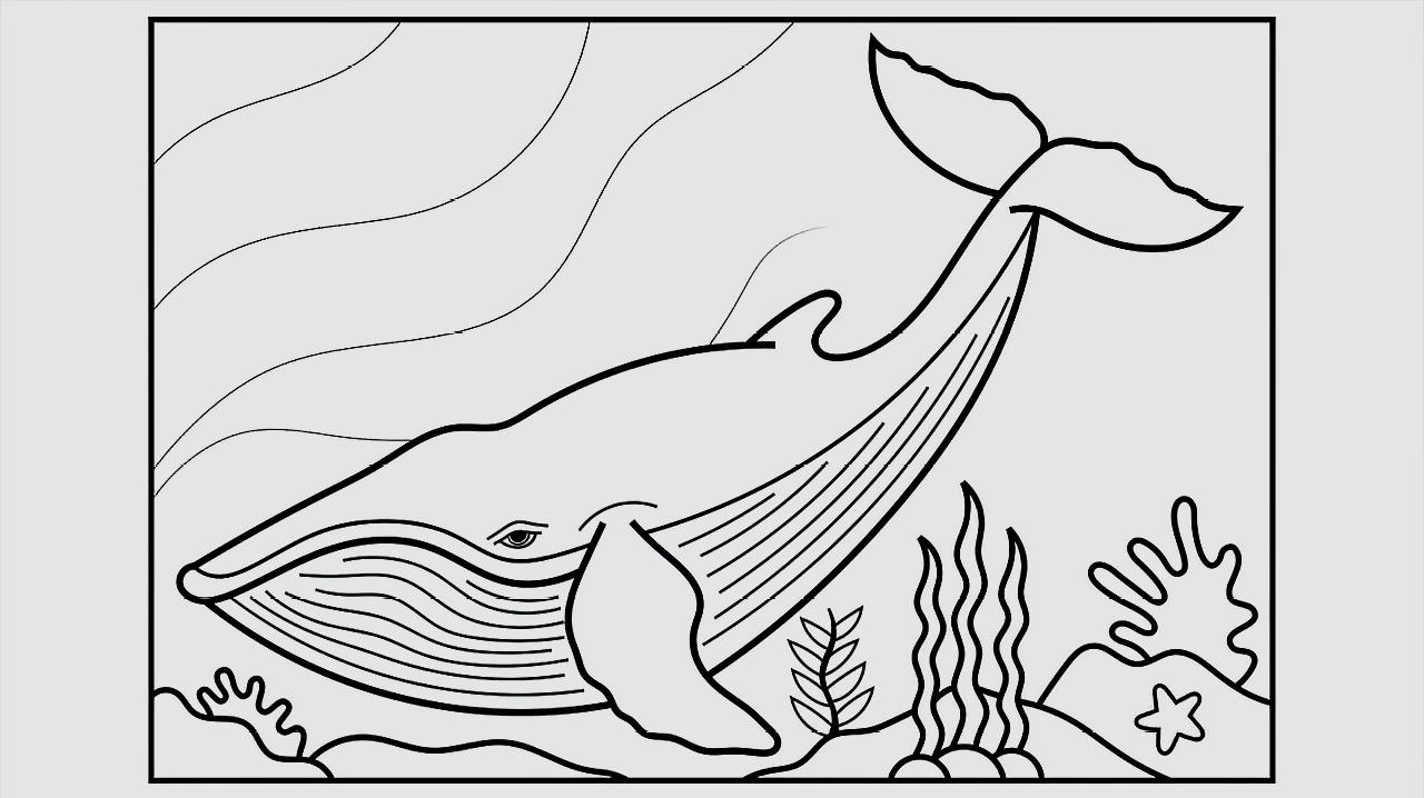 简易画教你怎么画鲸鱼