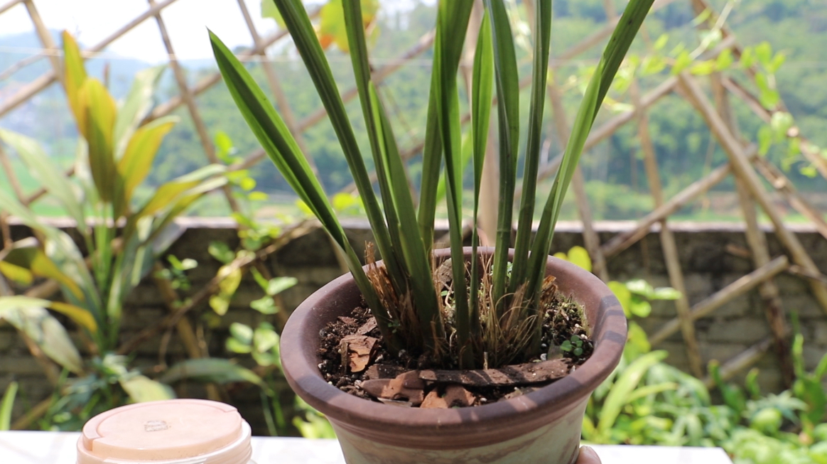 学兰花养殖技巧,盆盆开花旺盛