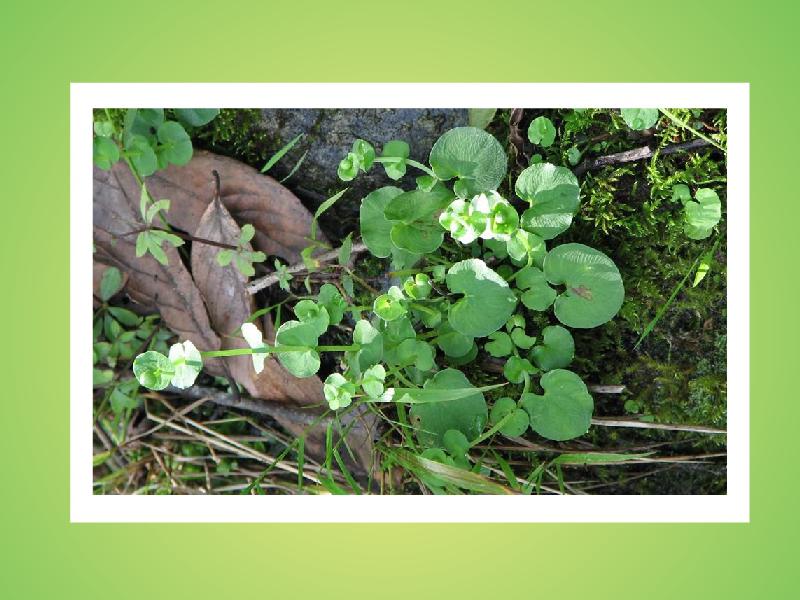 「秒懂百科」原来南川梅花草长这样