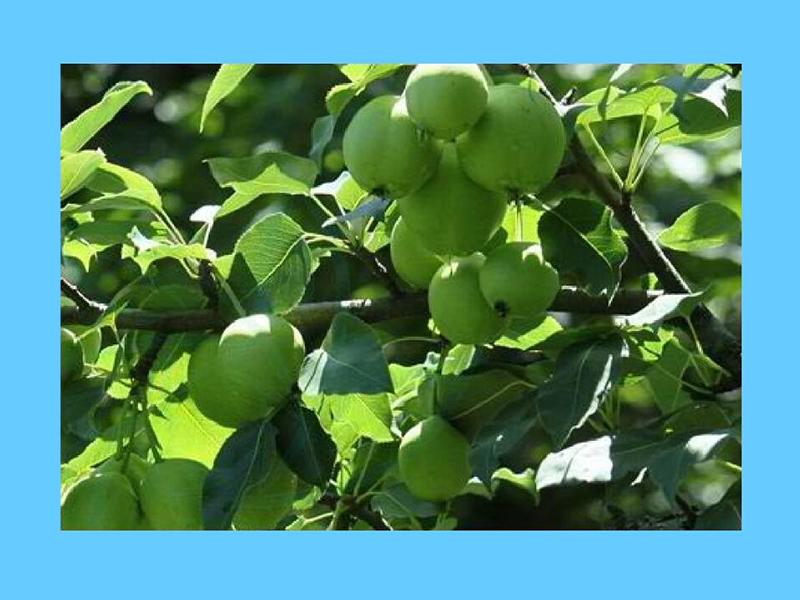 1原来天桂梨长这样 2原来川梨长这样  00:55  来源:秒懂百科-「秒懂