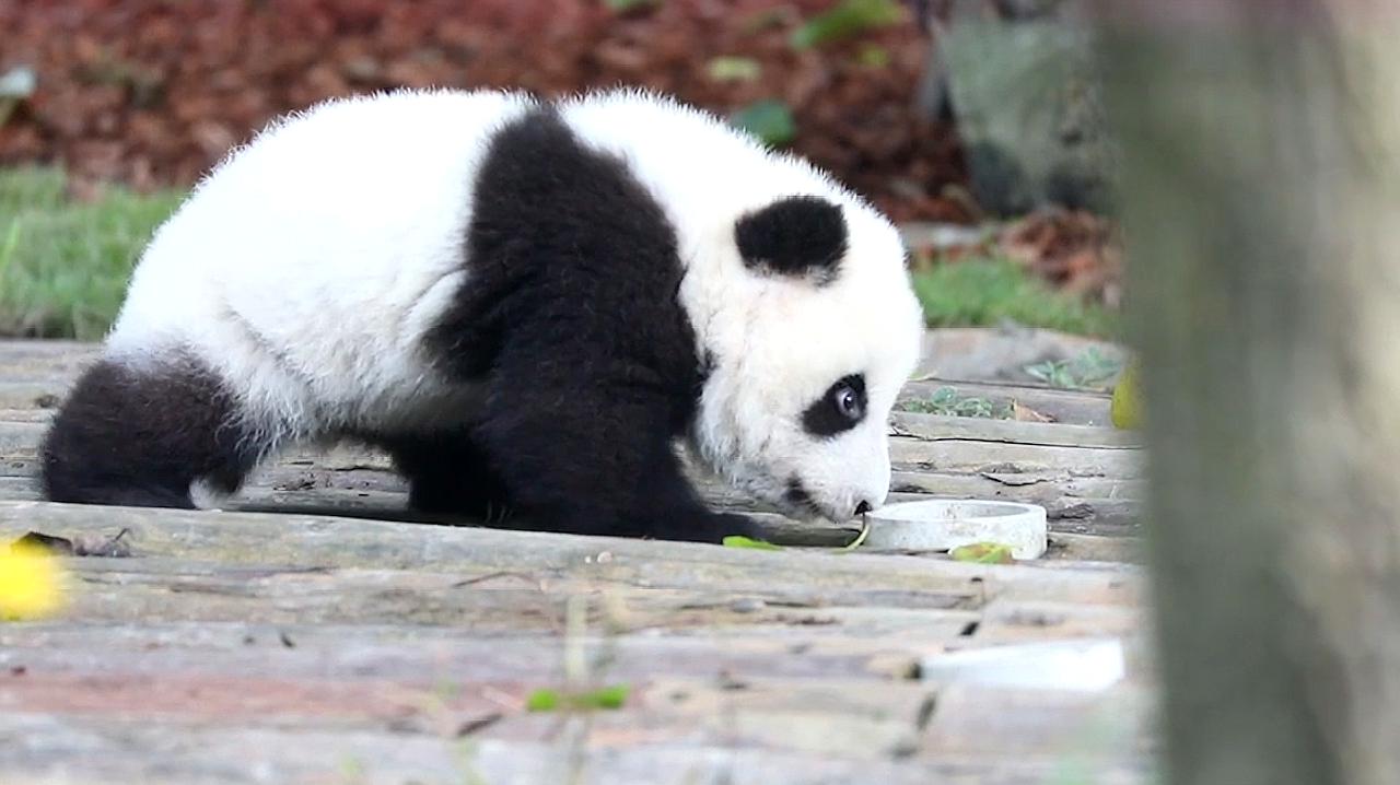 大熊猫的搞笑视频集锦