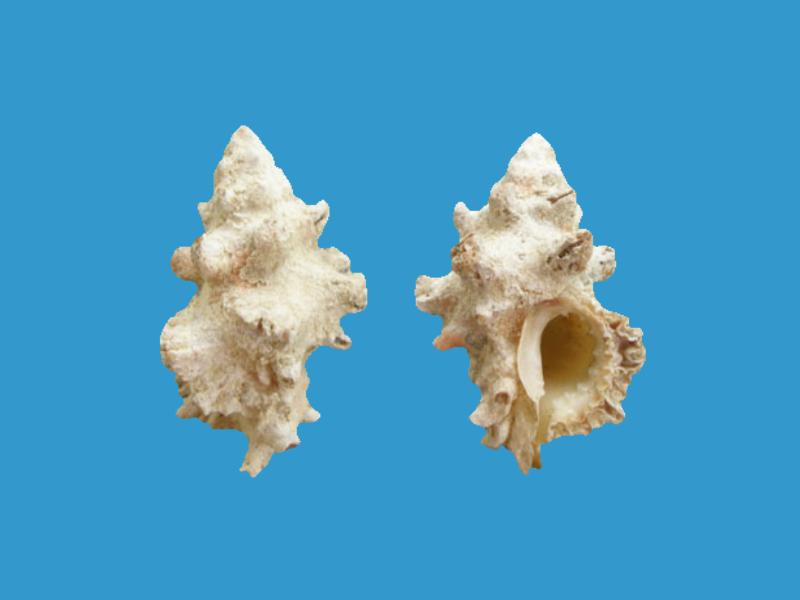 1南极骨螺的详细介绍 2纺锤骨螺的详细介绍  00:3