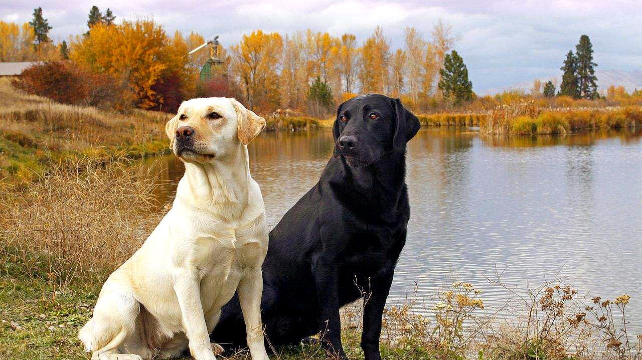 拉布拉多犬壽命有多長?注意這3個時期,可延長它的壽命