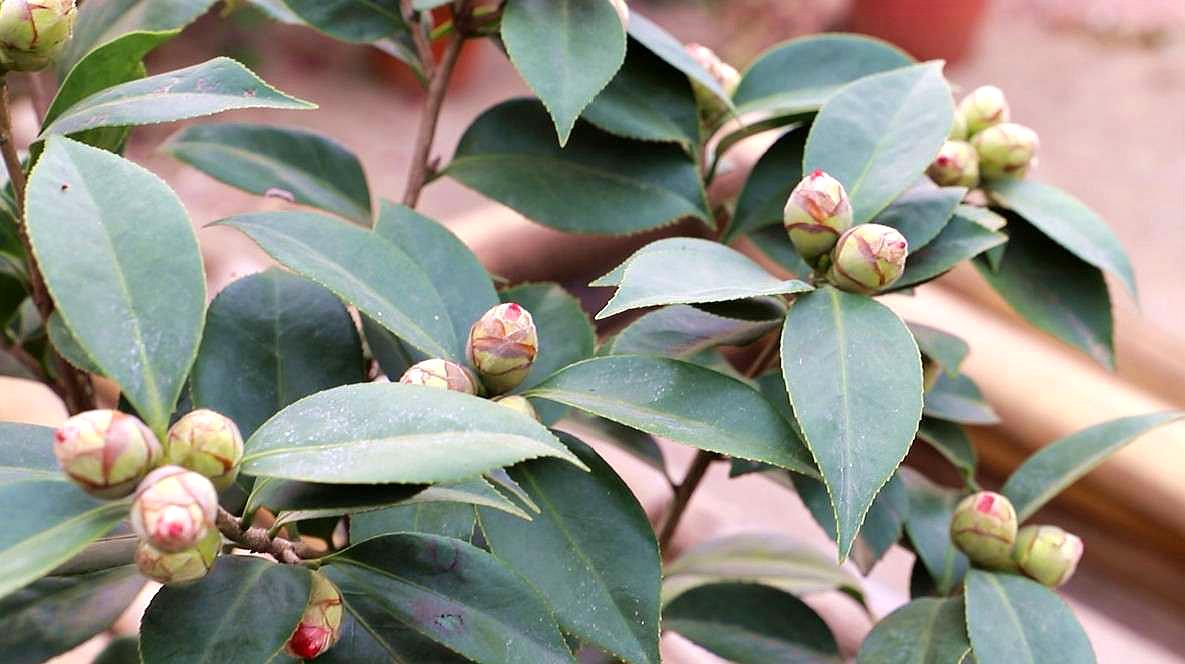 2,營養供應要跟上,不要施加氮肥; 02:07 來源:好看視頻-茶花從花芽