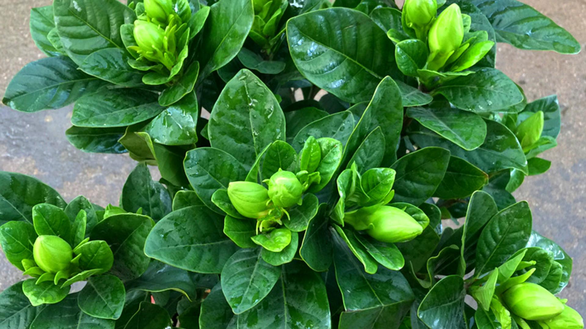 栀子花怎么养护(栀子花怎么养护才能花繁叶茂?)