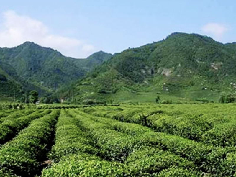 盘点云南西双版纳勐腊的热门景点,你都去过哪几个