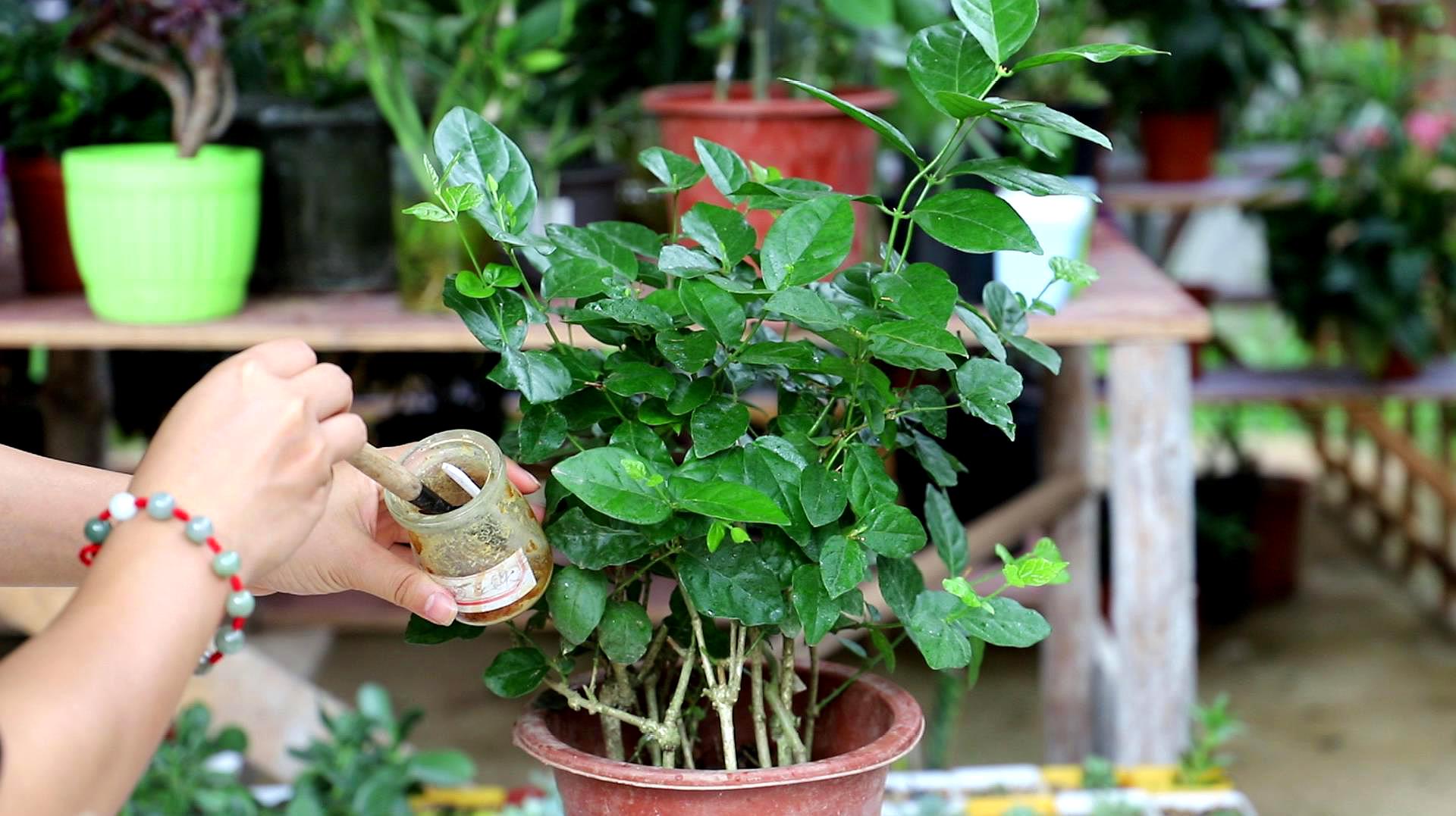 01:24 來源:好看視頻-新買的茉莉花,犯了這3個