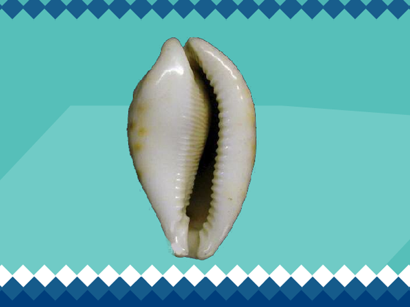 即将灭绝的亚热带哺乳动物有哪些