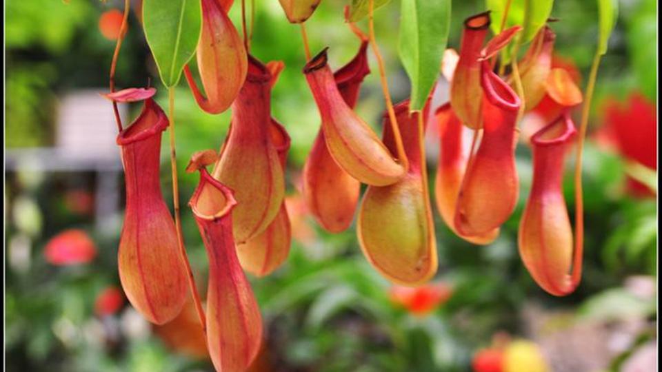 有趣的植物有哪些快来看看吧7个视频