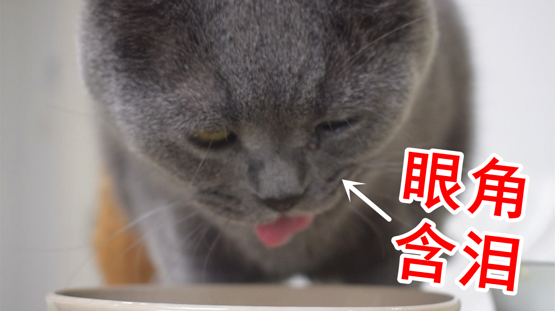 新手爸爸第一次做猫饭,猫咪吃后流下了眼泪