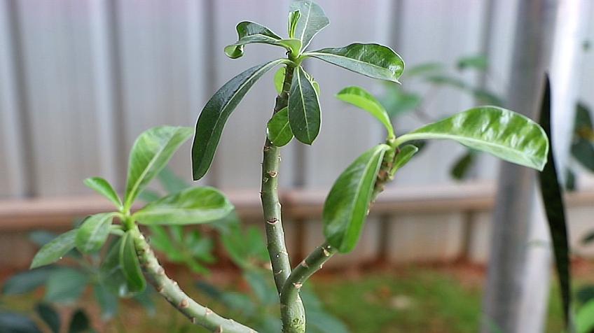 沙漠玫瑰怎麼養?6個視頻