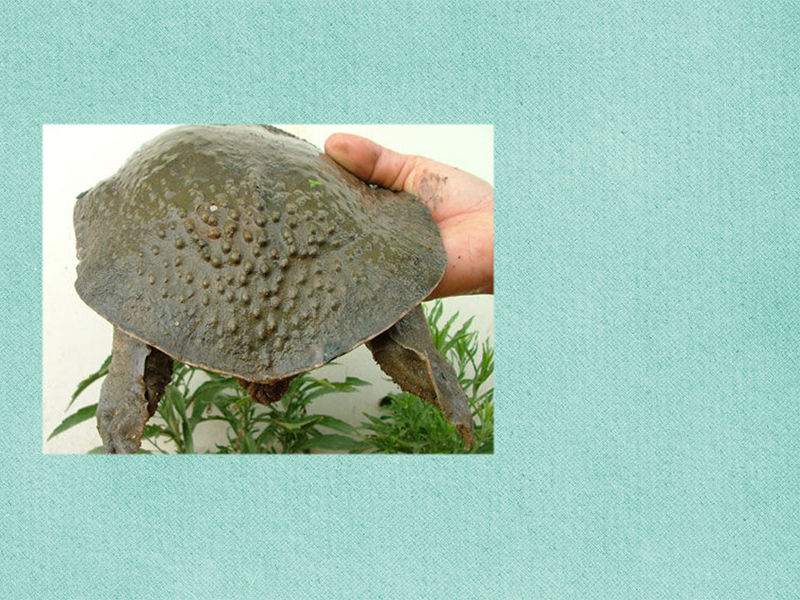 山瑞鳖:又叫山瑞