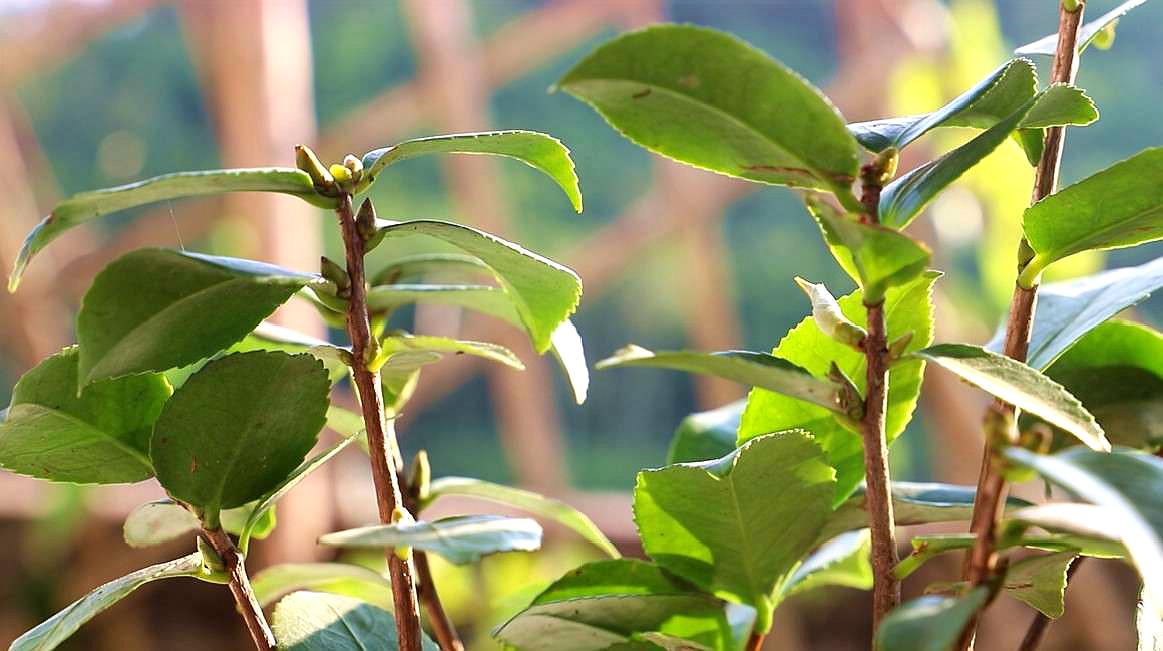 山茶花的成长过程图片