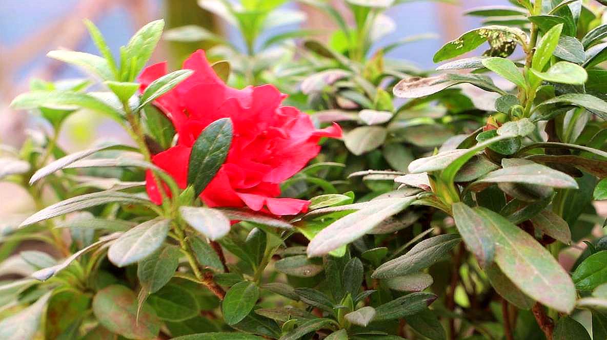 寒冷的冬季杜鵑花能開花爆盆,背後是3點養護在支撐