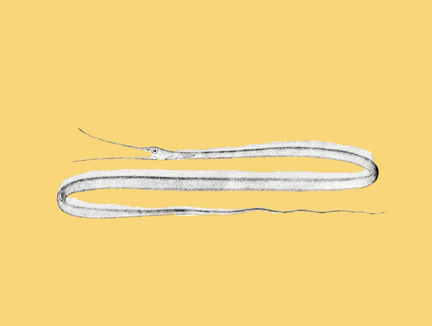 原来线鳗长这样