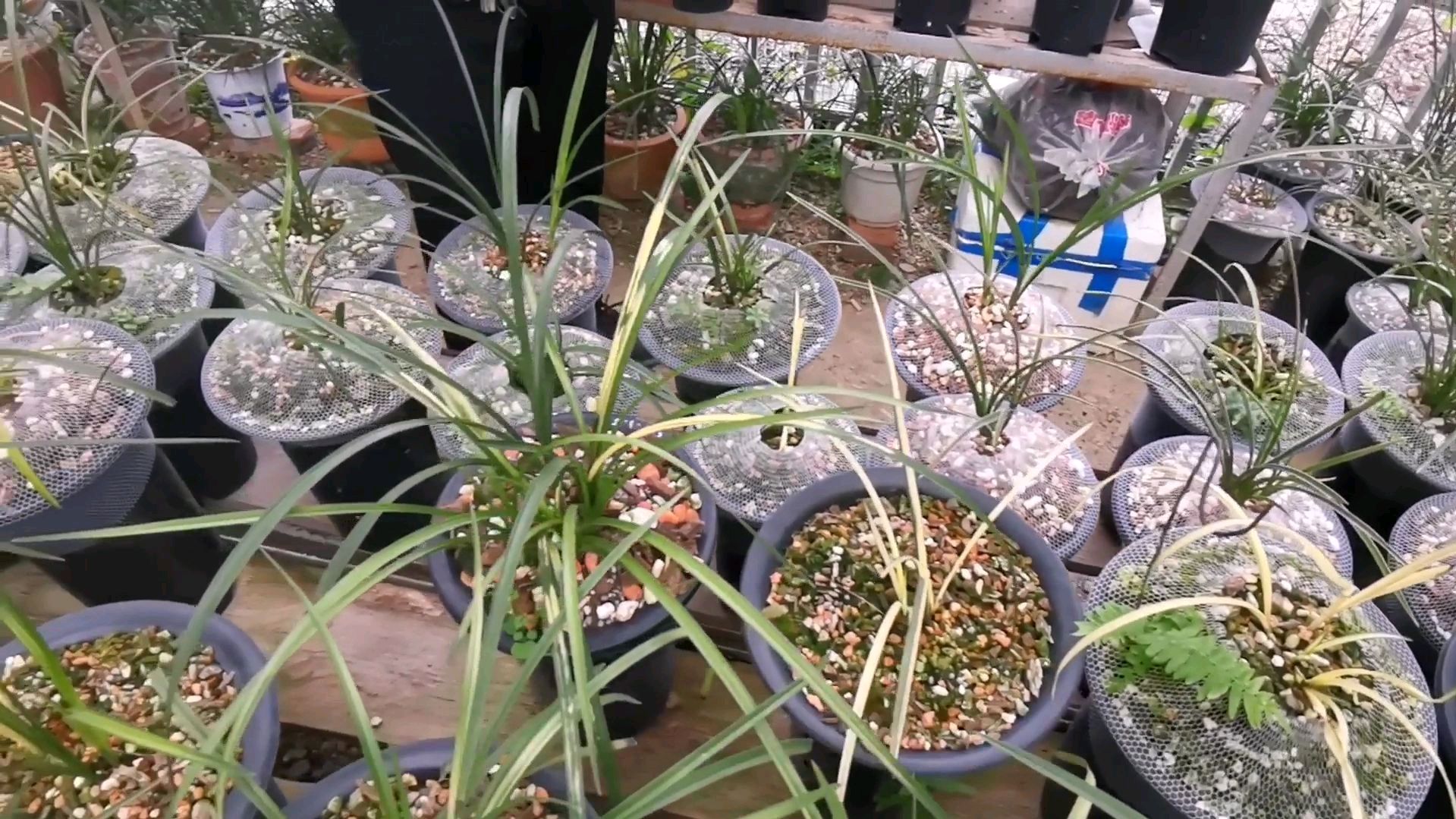 兰花的养殖方法和注意事项
