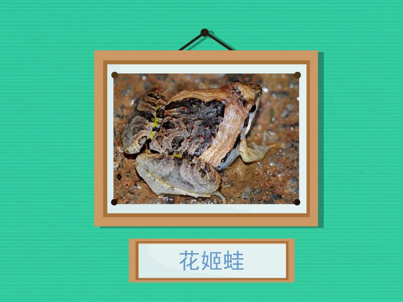 【秒懂百科】原来花姬蛙长这样