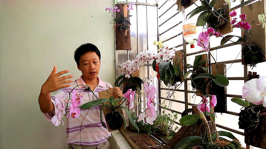 蝴蝶蘭種植技巧:蝴蝶蘭開花與生長記錄